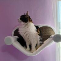 Rascador y Hamaca <br />para Muro